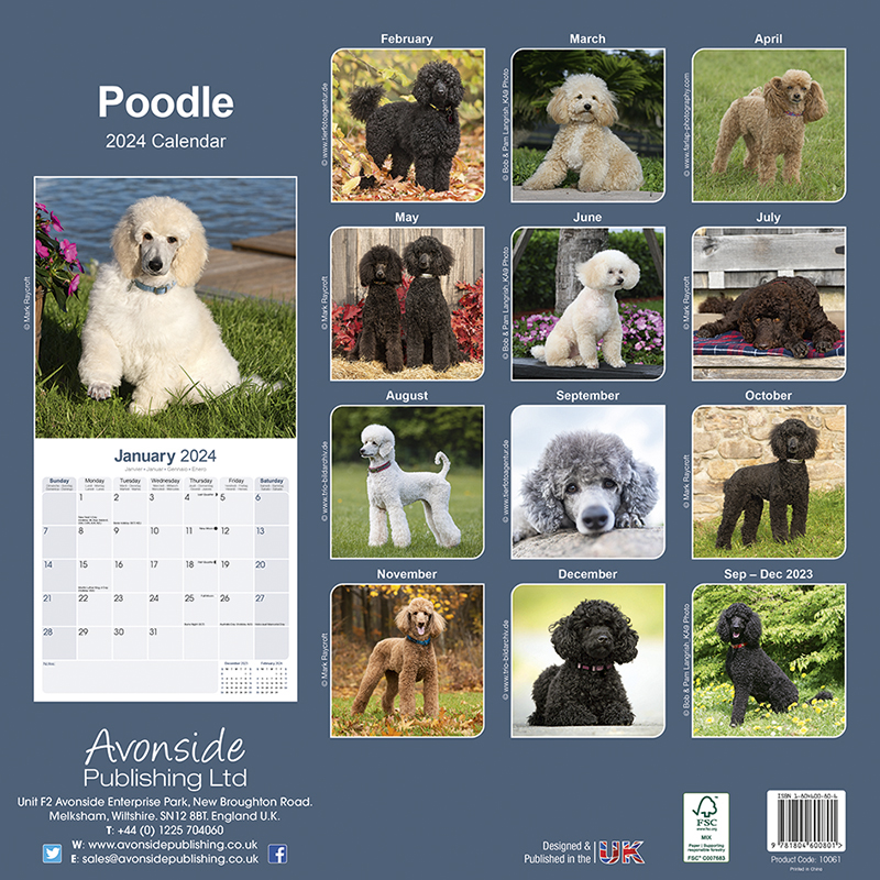 Poodle Calendar 2024 (Square) Dogs Naturally